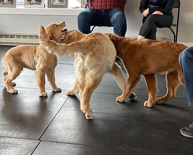 Puppy Play Group World Of Paws